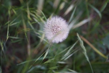 Karahindiba çiçeği tohumu. Berlin, Almanya