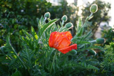 Papaver orientale, doğulu gelincik, uzun ömürlü bir çiçek bitkisidir. Doğulu gelincikler, ilkbaharda çok kıllı ve ince ince parçalara ayrılmış bir yaprak yığını yetiştirirler. Berlin, Almanya