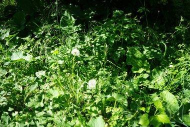 Karahindiba çiçeği tohumu. Berlin, Almanya