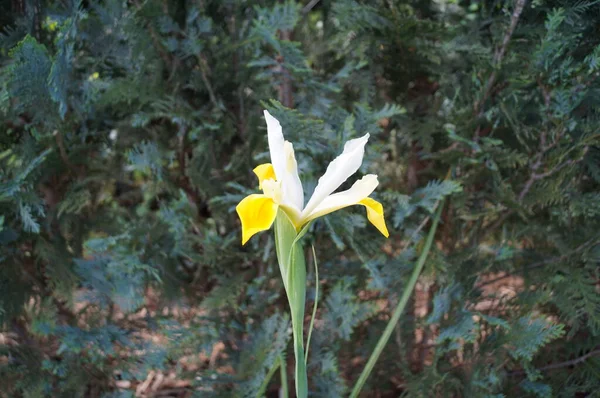 Iris Hollandica Schöne Und Leuchtende Farben Von Weiß Und Gelb — Stockfoto