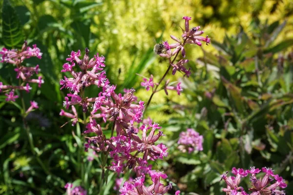 Silene Viscaria Una Planta Con Flores Perteneciente Familia Caryophyllaceae Las — Foto de Stock