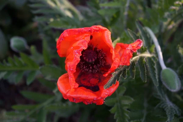 オリエンタル Oriental Poppy 多年生の開花植物です 春に毛深い細かく解剖された葉のマウンドを成長させます ドイツ ベルリン — ストック写真