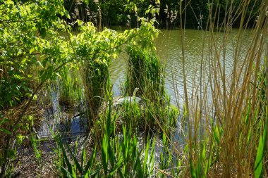 Wuhlesee yakınlarındaki bir yuvada yumurtaların üzerinde oturan bir kuğu. Kaulsdorf, Berlin, Almanya.