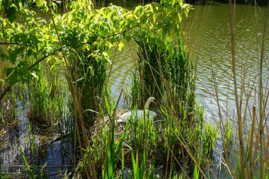 Wuhlesee yakınlarındaki bir yuvada yumurtaların üzerinde oturan bir kuğu. Kaulsdorf, Berlin, Almanya.