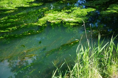 Wuhle nehri sığ. Wuhle, Spree 'nin küçük bir sağ koludur. Biesdorf, Berlin, Almanya