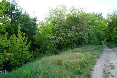 Wuhle Nehri boyunca patika. Güzel manzara. Kaulsdorf, Berlin, Almanya