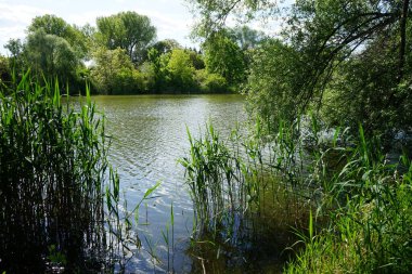 Güneşli bir Mayıs gününde Wuhlesee manzarası. Kaulsdorf, Berlin, Almanya.
