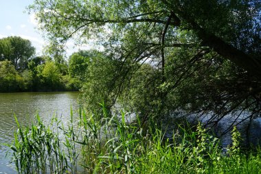 Güneşli bir Mayıs gününde Wuhlesee manzarası. Kaulsdorf, Berlin, Almanya.