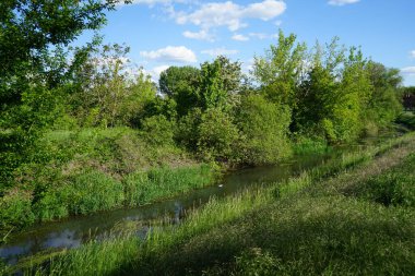 Drake, Wuhle Nehri 'nde. Biesdorf, Berlin, Almanya