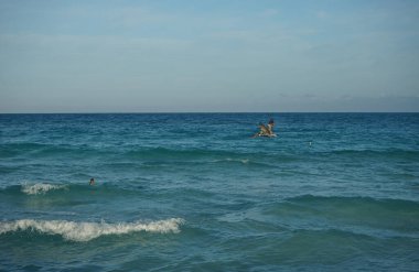 Amerikan kahverengi pelikanları, Pelecanus occidentalis, Atlantik Okyanusunda balık avlarlar. Cayo Santa Maria, Küba      