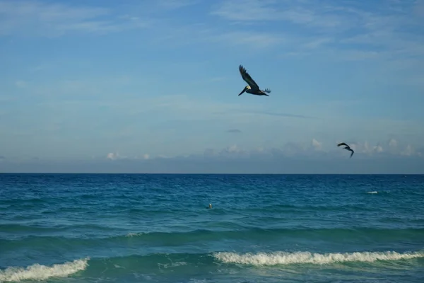 Pelícanos Marrones Americanos Pelecanus Occidentalis Cazan Peces Océano Atlántico Cayo — Foto de Stock