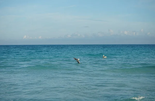 アメリカの褐色のペリカン ペリカヌスOcidentalisは大西洋で魚を狩る キューバのカヨ サンタ マリア — ストック写真