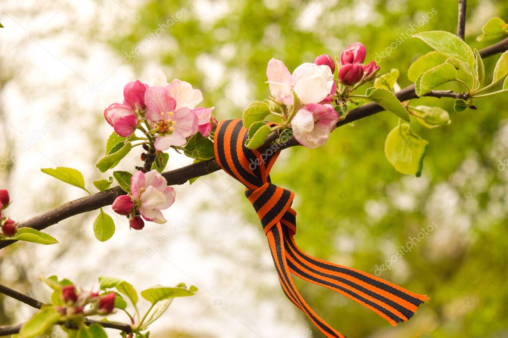 St. George ribbon a great victory symbol. A bow of st george ribbon on a branch of a flowering apple tree. Spring holiday, vitory day.
