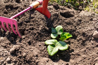 Bahçeye çilek ekiyorum. Arka planda çilek, çapa ve kürek tohumu var. konsept tarım ve doğal ürünler.