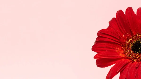 Pembe arka planda güzel kırmızı gerbera çiçeği. Anneler günün kutlu olsun, kadınlar günü, sevgililer günü ya da doğum günü tebrik kartı. kutlama selamlama konsepti, düz konum ve kopyalama alanı