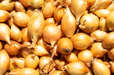 Bahar, sebze bahçesi. Toprağa soğan ekiyorum. Küçük sarı bir soğanın arkaplanı, ekilmeye hazır. Soğan fideleri.