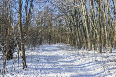 Kış ormanı ve yol. Uyuyan doğa.
