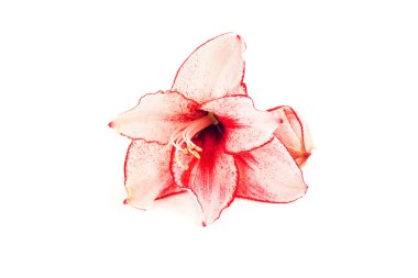 pembe amaryllis çiçek beyaz arka plan izole.