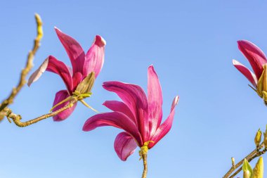 Mavi gökyüzünün arka planında mor manolya çiçekleri, yumuşak odak