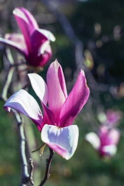 Ağaçtaki pembe manolya çiçekleri, seçici odak.