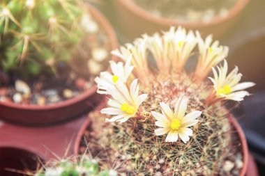 Saksıdaki sarı çiçekli kaktüs, Mammillaria elongata, yumuşak odak