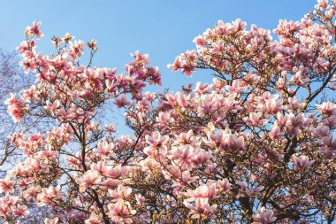 Güneşli bir günde çiçek açan manolya ağacı