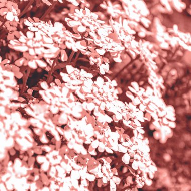 İlkbaharda açan şekerleme, kopyalama alanı, tonlama