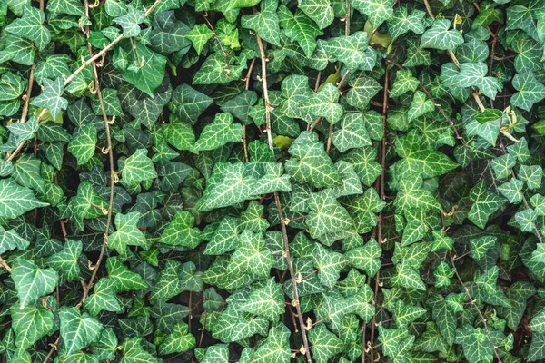 Parete Ricoperta Verde Ivy Pianta Sfondo Naturale — Foto Stock