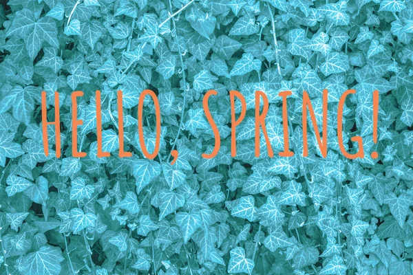 Blätter Textur Blau Mit Hello Spring Text Getönt — Stockfoto