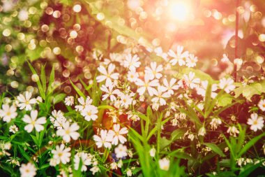 Güneş ışığında küçük beyaz çiçekler, yaz