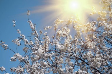 Çiçek açan ağaç mavi gökyüzüne karşı güneş, bahar konsepti