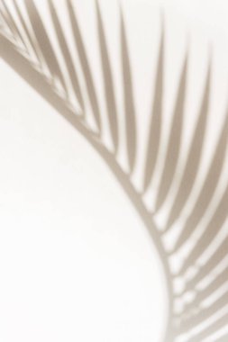 Beyaz duvardaki palmiye yaprağının gölgesi, soyut arkaplan