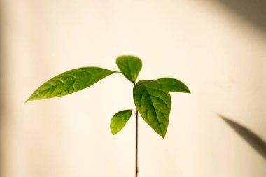 Beyaz arkaplanda küçük avokado bitkisi