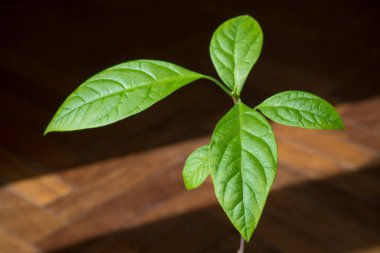 Gün batımında ahşap arka planda küçük avokado bitkisi