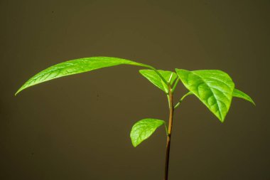 Minimalist küçük avokado bitkisi