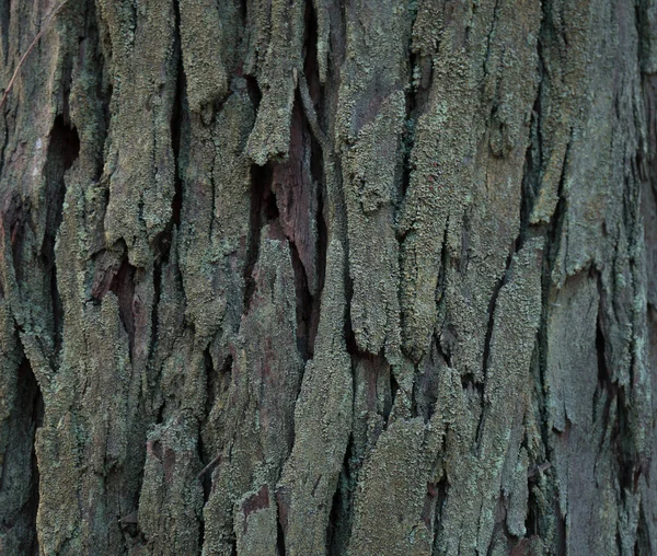 Кора Ствола Дерева Крупным Планом — стоковое фото