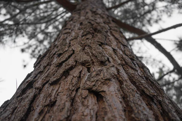 Кора Ствола Дерева Крупным Планом — стоковое фото