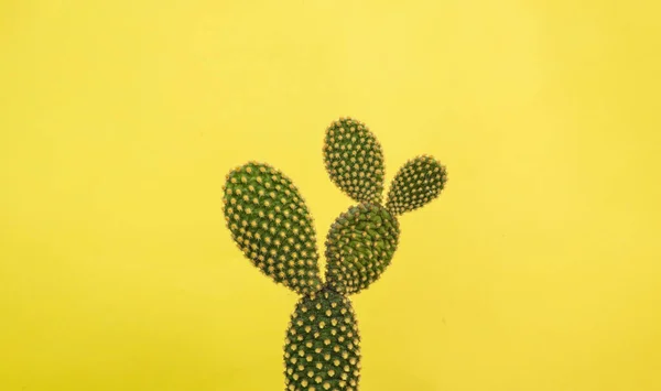 Minimalist prickly pear in the sun with a yellow background and shade during mid-day