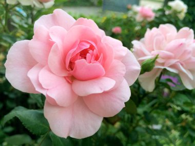 Bahçede pembe gül çiçeği