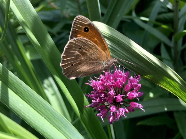 Satyrinae Butterfly Sits Flower — Stock Photo, Image
