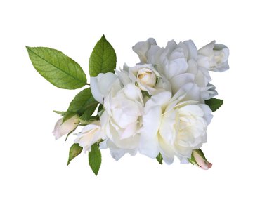 Beyaz arka planda beyaz bir gül çiçeği