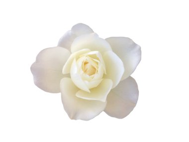 Beyaz arka planda beyaz bir gül çiçeği