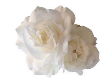 Beyaz arka planda beyaz bir gül çiçeği