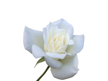 Beyaz arka planda beyaz bir gül çiçeği