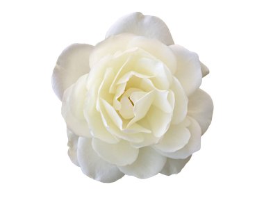 Beyaz arka planda beyaz bir gül çiçeği