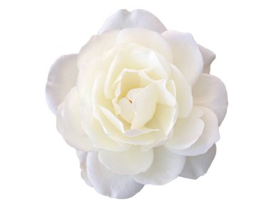 Beyaz arka planda beyaz bir gül çiçeği