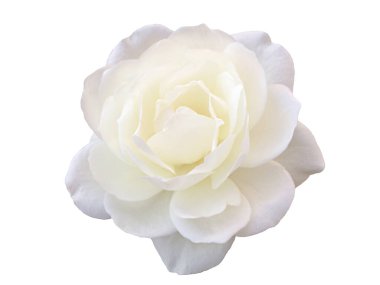 Beyaz arka planda beyaz bir gül çiçeği