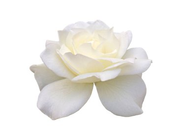 Beyaz arka planda beyaz bir gül çiçeği