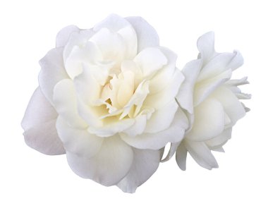 White garden rose flower on a white background clipart