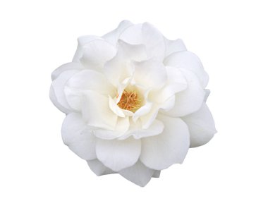 Beyaz arka planda beyaz bir gül çiçeği